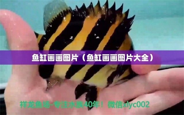 龍魚翹尾巴怎么回事?。堲~翹尾巴怎么回事啊視頻）（龍魚翹尾巴怎么回事）