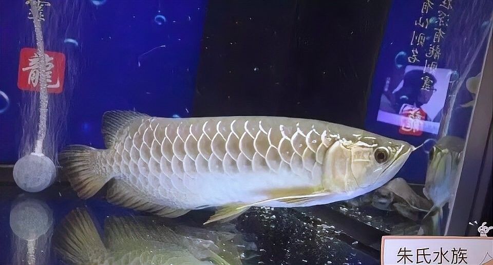 龍魚吃老鼠會(huì)消化不良嗎（龍魚不吃食趴缸的四大原因及解決對(duì)策露一手） 龍魚吃老鼠會(huì)消化不良嗎（龍魚不吃食趴缸的四大原因及解決對(duì)策露一手） 龍魚百科 第6張