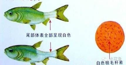 如何判斷金龍魚(yú)術(shù)后是否感染（金龍魚(yú)術(shù)后感染的判斷是一個(gè)需要細(xì)致觀察和專業(yè)判斷的過(guò)程）