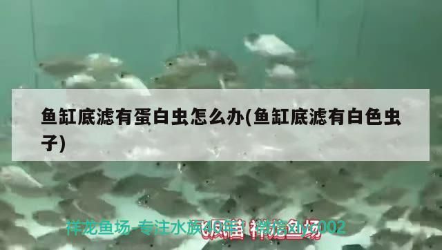 我的虎魚真菌感染了要怎么處理 魚缸底濾有蛋白蟲怎么辦(魚缸底濾有白色蟲子)(魚缸底濾有蛋白蟲怎么辦) 觀賞魚百科 魚缸底濾有蛋白蟲怎么辦(魚缸底濾有白色蟲子)(魚缸底濾有蛋白蟲怎么辦) 魚缸底濾有蛋白蟲怎么辦(魚缸底濾有白色蟲子)(魚缸底濾有蛋白蟲怎么辦) 觀賞魚百科