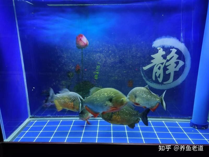 龍魚入缸后多久才算穩定（龍魚入缸后多久可以適應新環境？）