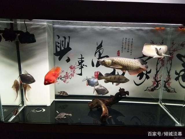 龍魚缸頂燈擺放示意圖（——龍魚缸頂燈擺放示意圖）