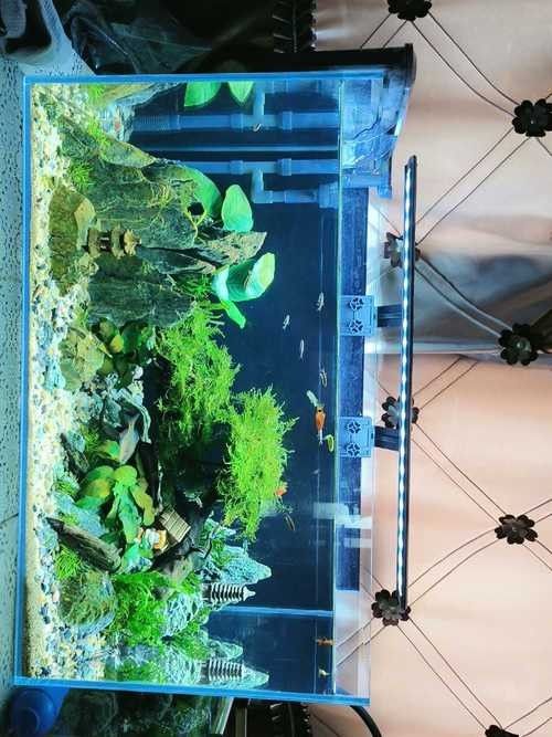 龍魚缸頂燈擺放示意圖（——龍魚缸頂燈擺放示意圖）