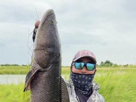 哪里可以找到更多黑龍魚(yú)視頻（如何搜索更多的黑龍魚(yú)視頻？）