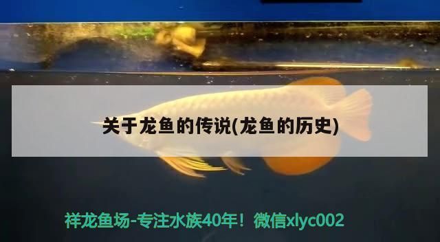 關(guān)于龍魚的傳說(龍魚的歷史)（關(guān)于龍魚的傳說）