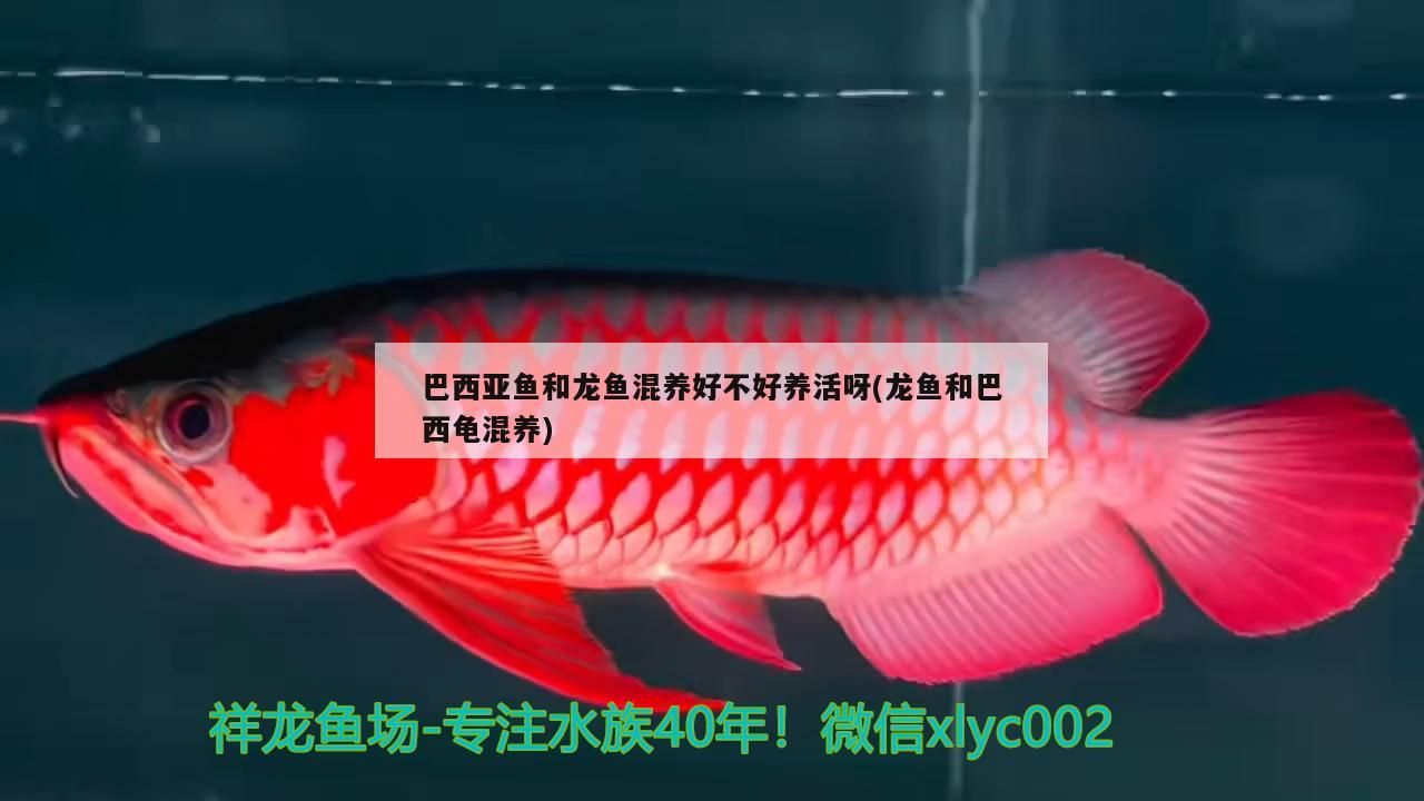 巴西亞魚和龍魚混養好不好養活呀(龍魚和巴西龜混養)（巴西亞魚和龍魚混養好不好養活） 巴西亞魚和龍魚混養好不好養活呀(龍魚和巴西龜混養)（巴西亞魚和龍魚混養好不好養活） 觀賞魚百科