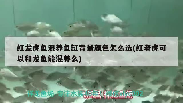 紅龍虎魚混養魚缸背景顏色怎么選(紅老虎可以和龍魚能混養么)（紅龍虎魚混養背景顏色怎么選）