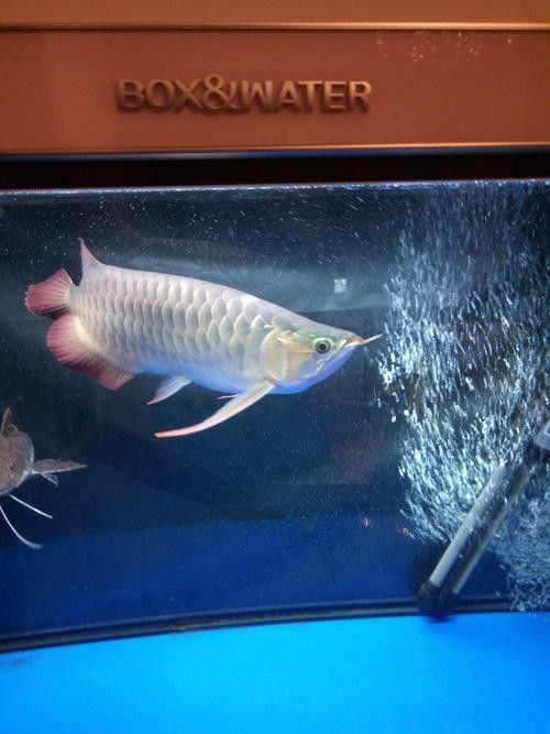 無(wú)極哪個(gè)水族館龍魚(yú)好？祥龍魚(yú)場(chǎng)龍魚(yú)