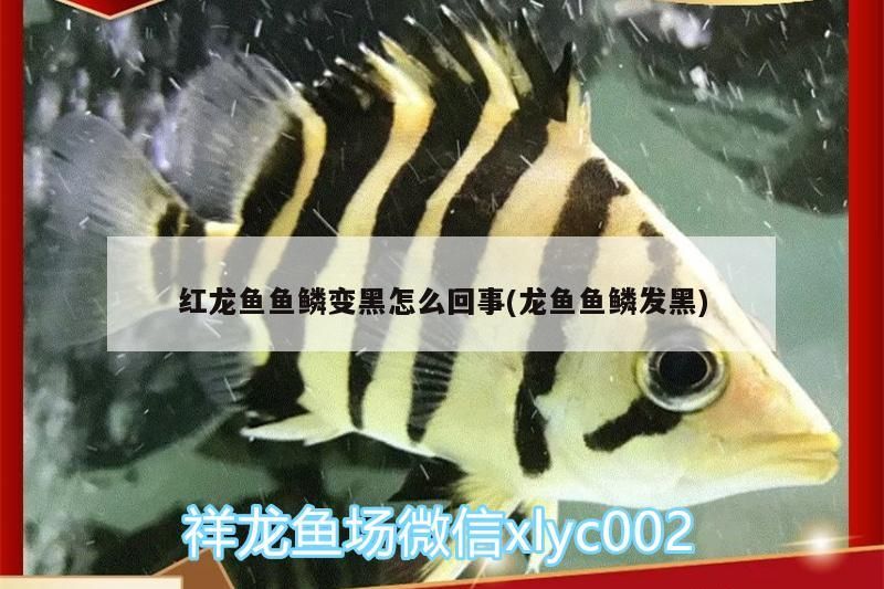 紅龍魚魚鱗變黑怎么回事(龍魚魚鱗發黑)