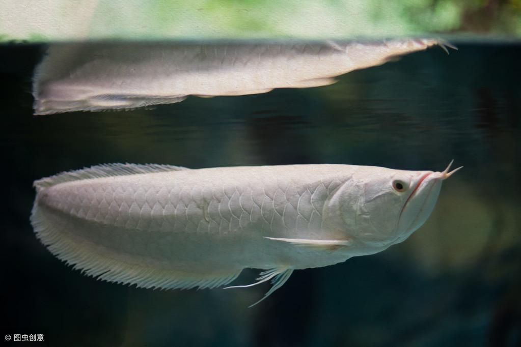 金龍魚價格為什么這么貴【金龍魚貴還是銀龍貴】（金龍魚和金龍魚的價格差異）