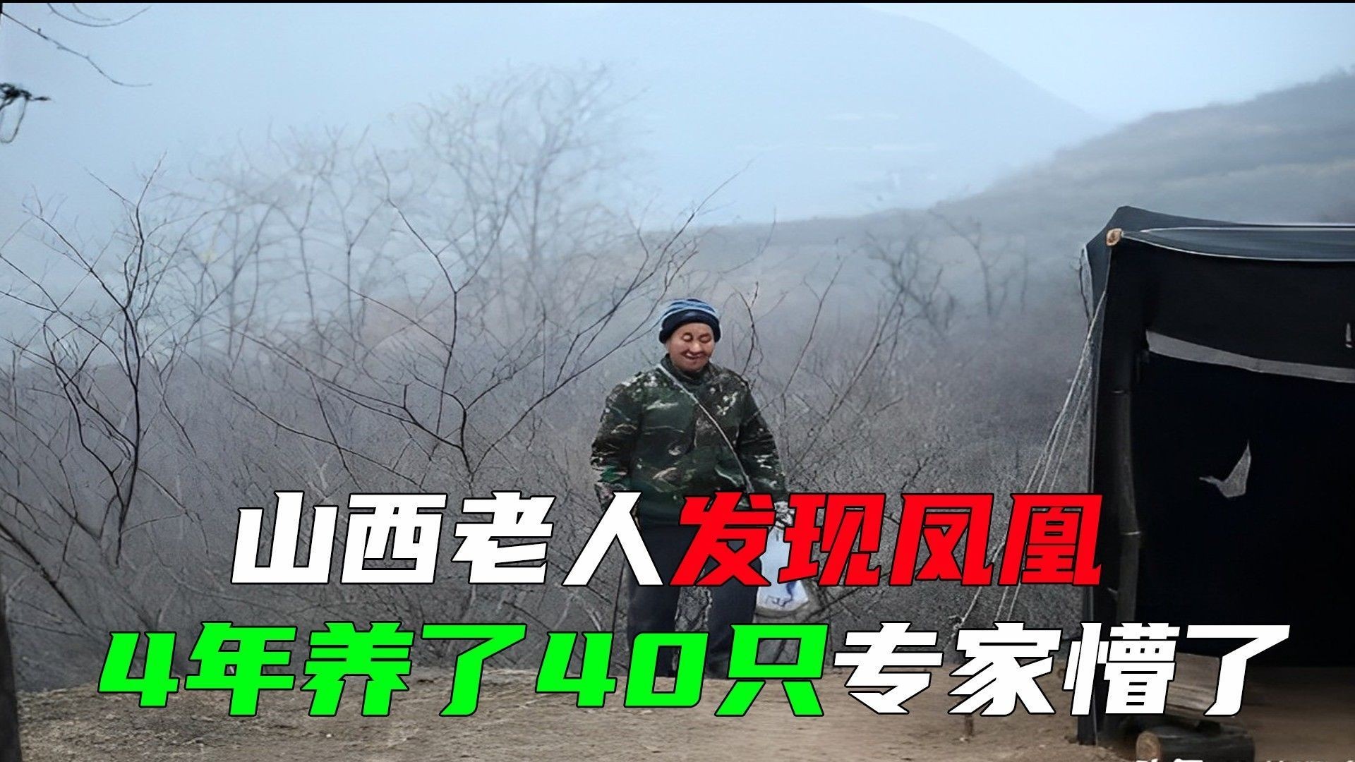 元寶鳳凰的飼養(yǎng)難度如何？（元寶鳳凰養(yǎng)殖全攻略）