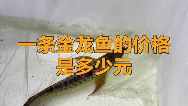 金龍魚轉讓價格大概是多少（金龍魚的轉讓價格是多少？）