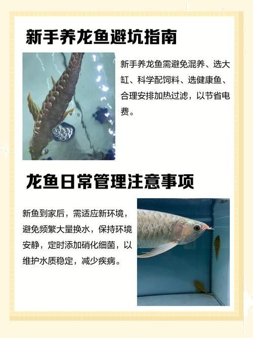 如何延長(zhǎng)家養(yǎng)龍魚的壽命（如何延長(zhǎng)家養(yǎng)龍魚的壽命成為一個(gè)值得探討的話題探討的話題）