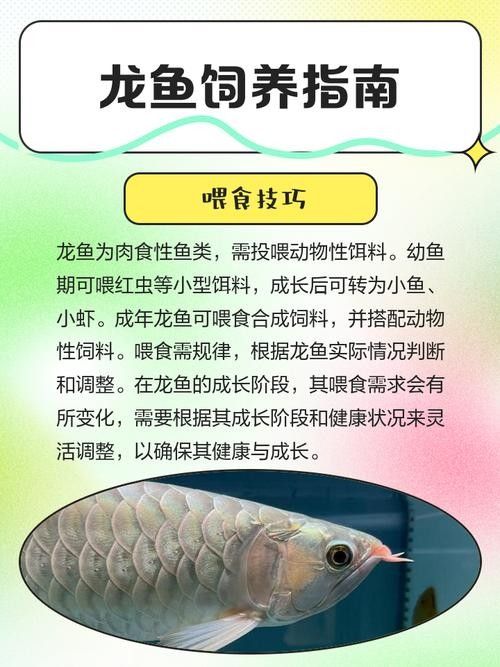 如何延長(zhǎng)家養(yǎng)龍魚的壽命（如何延長(zhǎng)家養(yǎng)龍魚的壽命成為一個(gè)值得探討的話題探討的話題）