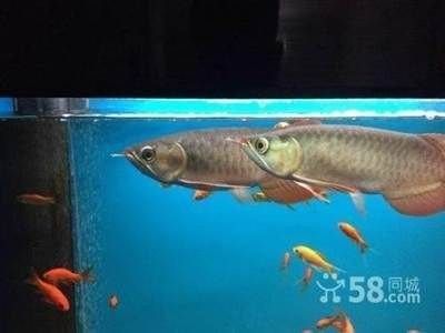 如何飼養大湖紅龍魚（飼養大湖紅龍魚的要點） 如何飼養大湖紅龍魚（飼養大湖紅龍魚的要點） 龍魚百科 第2張