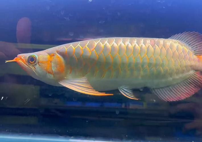 如何辨別白玉紅龍魚的品質(zhì)？（如何挑選優(yōu)質(zhì)白玉紅龍魚）