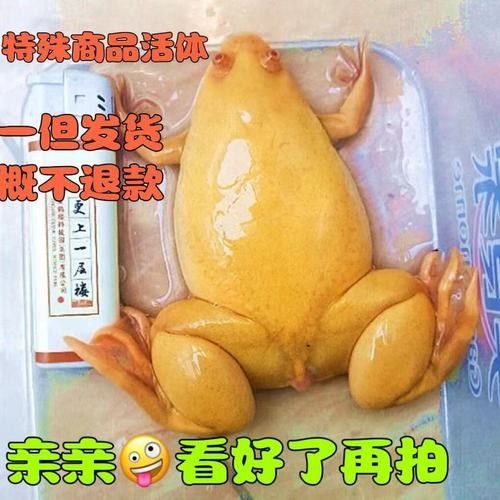 哈巴河哪個(gè)水族館龍魚好？祥龍魚場(chǎng)龍魚（哈巴河祥龍魚場(chǎng)）