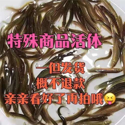 哈巴河哪個(gè)水族館龍魚好？祥龍魚場(chǎng)龍魚（哈巴河祥龍魚場(chǎng)）