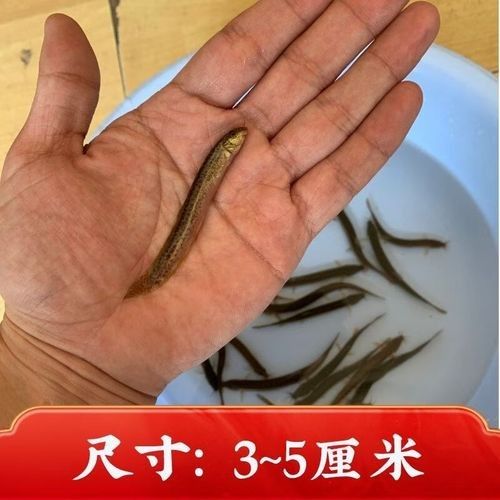 哈巴河哪個(gè)水族館龍魚好？祥龍魚場(chǎng)龍魚（哈巴河祥龍魚場(chǎng)）