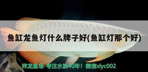 龍魚漂浮在水面不動不吃食什么原因（龍魚漂浮在水面不動不吃食什么原因呢）（龍魚漂浮在水面不動不吃食）