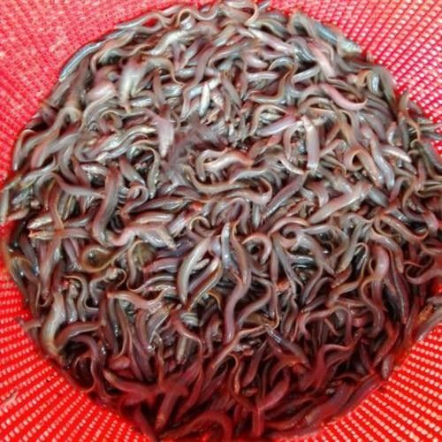 臺灣泥鰍苗和雙線鯽哪個更適合龍魚（臺灣泥鰍苗和雙線鯽哪個更適合新手養(yǎng)殖新手養(yǎng)殖） 臺灣泥鰍苗和雙線鯽哪個更適合龍魚（臺灣泥鰍苗和雙線鯽哪個更適合新手養(yǎng)殖新手養(yǎng)殖） 龍魚百科 第3張