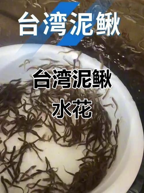 臺灣泥鰍苗和雙線鯽哪個更適合龍魚（臺灣泥鰍苗和雙線鯽哪個更適合新手養(yǎng)殖新手養(yǎng)殖） 臺灣泥鰍苗和雙線鯽哪個更適合龍魚（臺灣泥鰍苗和雙線鯽哪個更適合新手養(yǎng)殖新手養(yǎng)殖） 龍魚百科 第5張