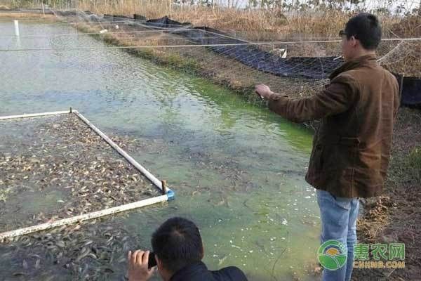 臺灣泥鰍苗和雙線鯽哪個更適合龍魚（臺灣泥鰍苗和雙線鯽哪個更適合新手養(yǎng)殖新手養(yǎng)殖） 臺灣泥鰍苗和雙線鯽哪個更適合龍魚（臺灣泥鰍苗和雙線鯽哪個更適合新手養(yǎng)殖新手養(yǎng)殖） 龍魚百科 第7張