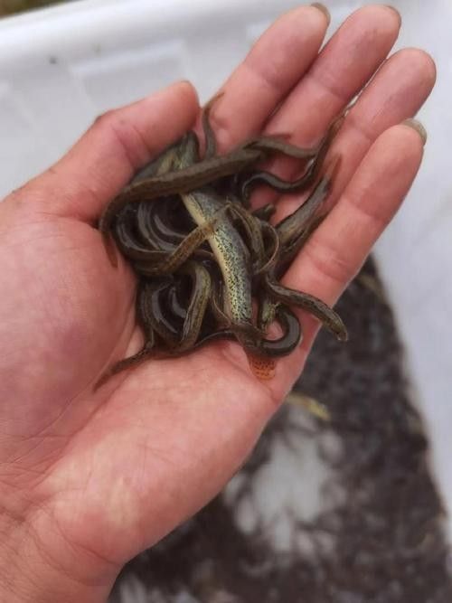臺灣泥鰍苗和雙線鯽哪個更適合龍魚（臺灣泥鰍苗和雙線鯽哪個更適合新手養(yǎng)殖新手養(yǎng)殖） 臺灣泥鰍苗和雙線鯽哪個更適合龍魚（臺灣泥鰍苗和雙線鯽哪個更適合新手養(yǎng)殖新手養(yǎng)殖） 龍魚百科 第6張