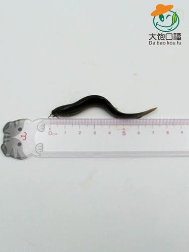 臺灣泥鰍苗和雙線鯽哪個更適合龍魚（臺灣泥鰍苗和雙線鯽哪個更適合新手養(yǎng)殖新手養(yǎng)殖） 臺灣泥鰍苗和雙線鯽哪個更適合龍魚（臺灣泥鰍苗和雙線鯽哪個更適合新手養(yǎng)殖新手養(yǎng)殖） 龍魚百科 第2張