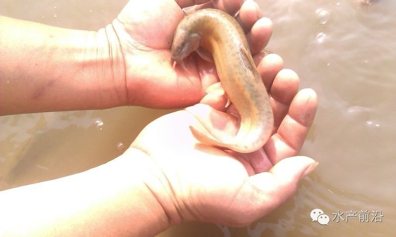臺灣泥鰍苗和雙線鯽哪個更適合龍魚（臺灣泥鰍苗和雙線鯽哪個更適合新手養(yǎng)殖新手養(yǎng)殖） 臺灣泥鰍苗和雙線鯽哪個更適合龍魚（臺灣泥鰍苗和雙線鯽哪個更適合新手養(yǎng)殖新手養(yǎng)殖） 龍魚百科 第8張