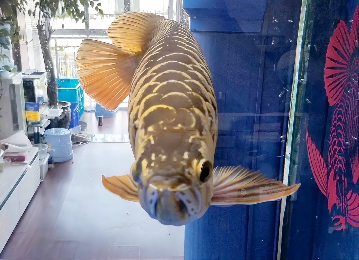 如何判斷白子招財龍魚是否性成熟（如何判斷白子招財龍是否性成熟）