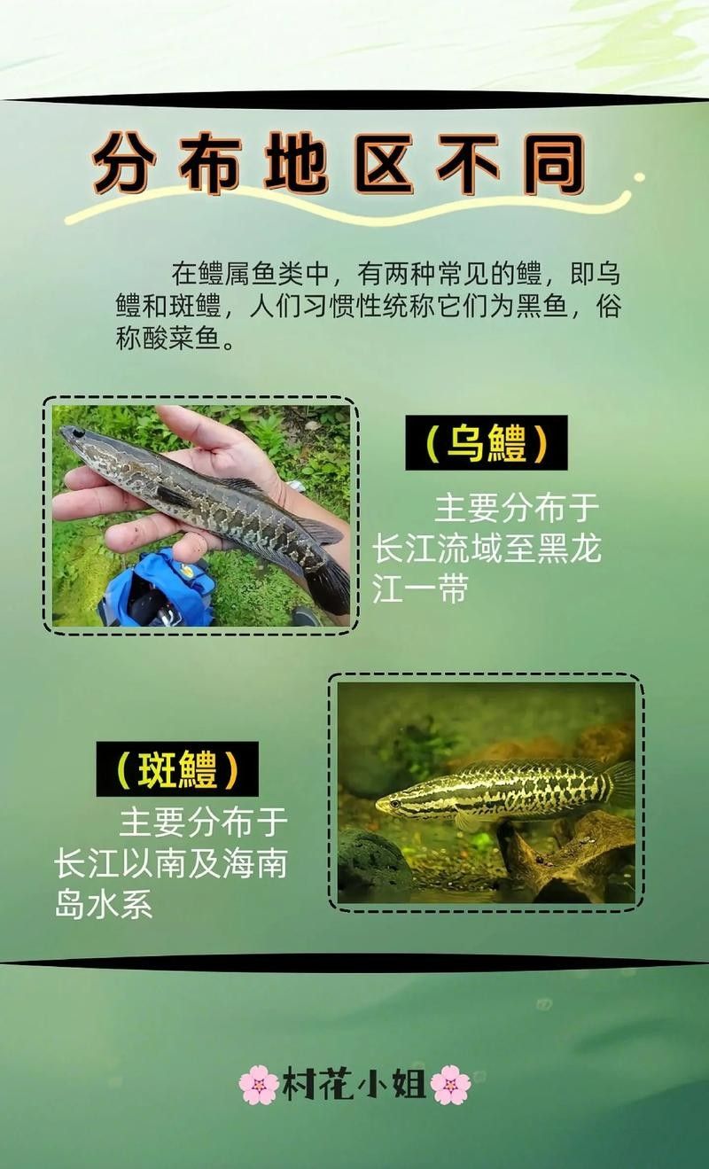 黑色龍魚的市場價格波動大嗎？（黑色龍魚市場價格波動時需要從以下幾個方面進行分析）