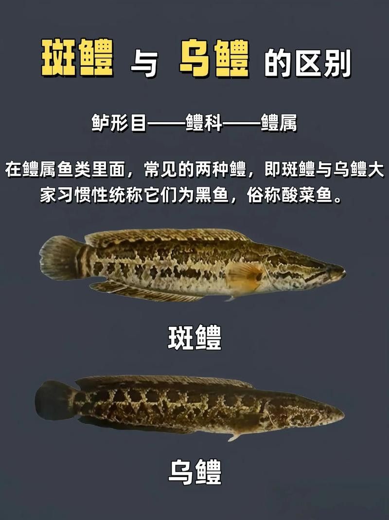 黑色龍魚的市場價格波動大嗎？（黑色龍魚市場價格波動時需要從以下幾個方面進行分析）