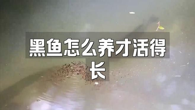 黑色龍魚的市場價格波動大嗎？（黑色龍魚市場價格波動時需要從以下幾個方面進行分析）
