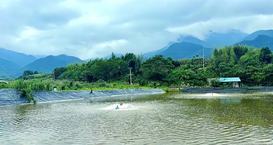 黑色龍魚的市場價格波動大嗎？（黑色龍魚市場價格波動時需要從以下幾個方面進行分析）