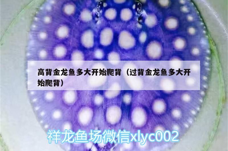 高背金龍魚多大開始爬背（過背金龍魚多大開始爬背）（金龍魚多大開始爬背）