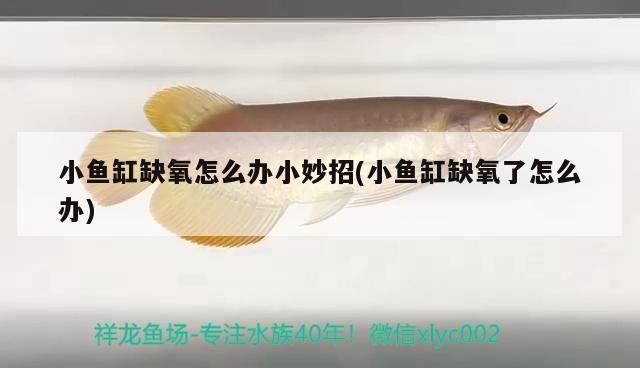 小魚缸缺氧怎么辦小妙招(小魚缸缺氧了怎么辦)（小魚缸缺氧怎么辦） 小魚缸缺氧怎么辦小妙招(小魚缸缺氧了怎么辦)（小魚缸缺氧怎么辦） 觀賞魚百科