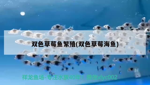 雙色草莓魚繁殖(雙色草莓海魚)（雙色草莓魚好養嗎，） 雙色草莓魚繁殖(雙色草莓海魚)（雙色草莓魚好養嗎，） 觀賞魚百科