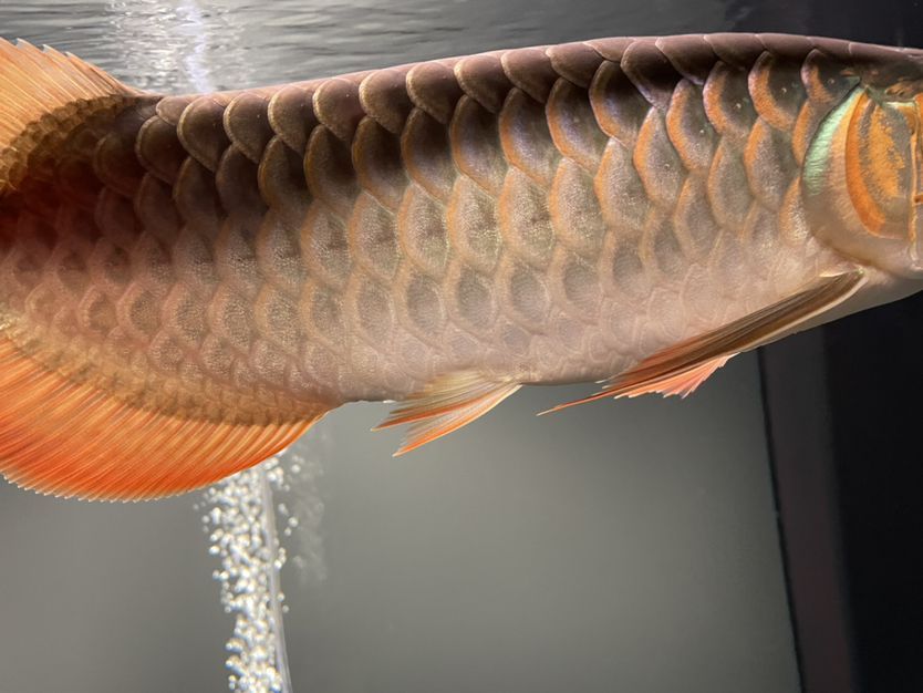 寶雞哪里賣魚缸的多一點兒 寶雞金魚批發市場在哪里 寶雞哪里賣魚缸的多一點兒 寶雞金魚批發市場在哪里 觀賞魚百科