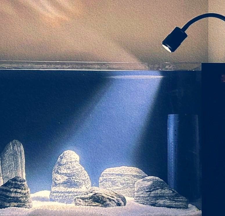 龍魚缸燈一般能用多久？（魚缸燈的壽命取決于多種因素延長龍魚缸燈的使用壽命）