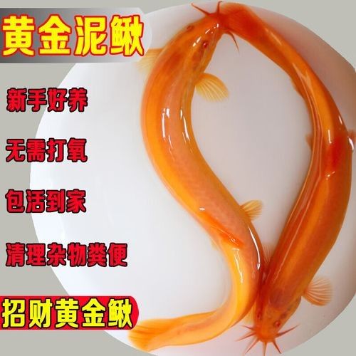 白玉金龍魚擺件如何保養(yǎng)？（ 白玉金龍魚擺件如何保養(yǎng)？（\
