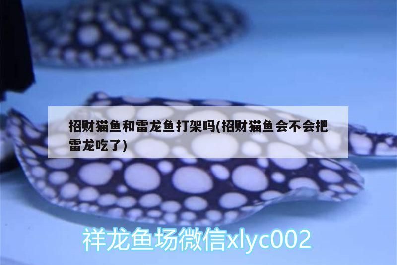 招財貓魚和雷龍魚打架嗎(招財貓魚會不會把雷龍吃了)（招財貓魚和雷龍魚打架嗎）