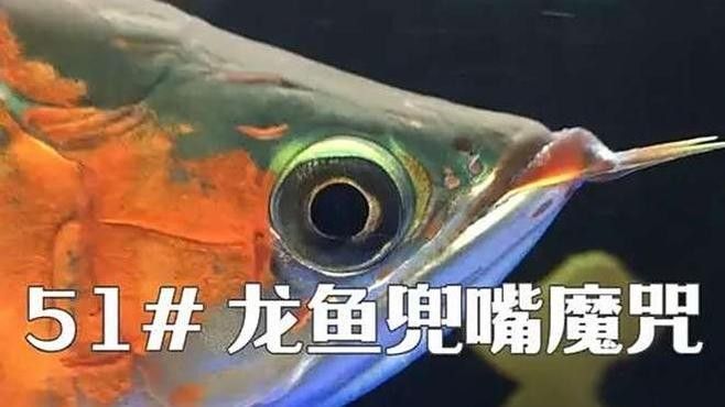如何判斷龍魚是否兜嘴？（如何判斷龍魚兜嘴現象）