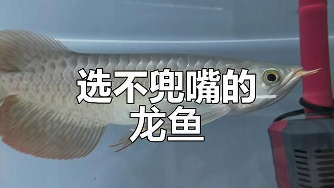 如何判斷龍魚是否兜嘴？（如何判斷龍魚兜嘴現象）