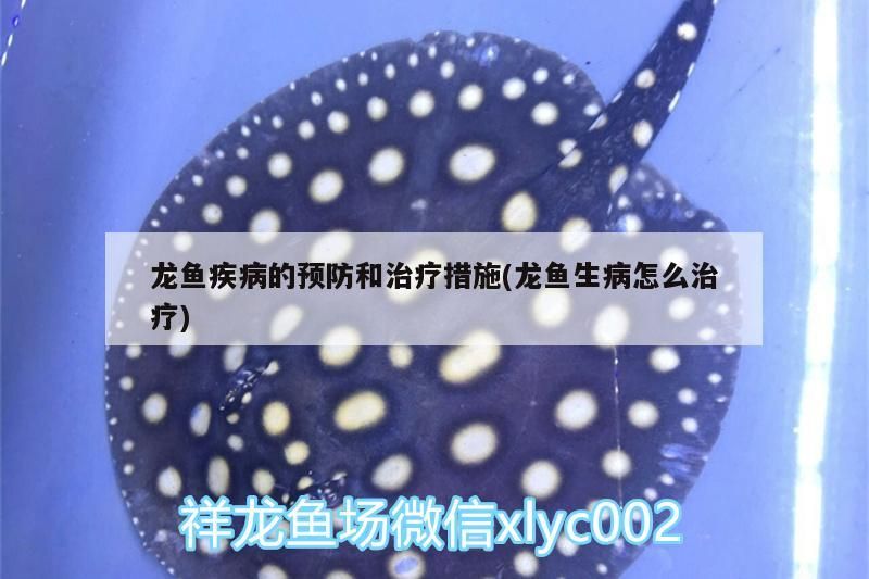 龍魚疾病的預防和治療措施(龍魚生病怎么治療)（龍魚疾病的預防和治療）