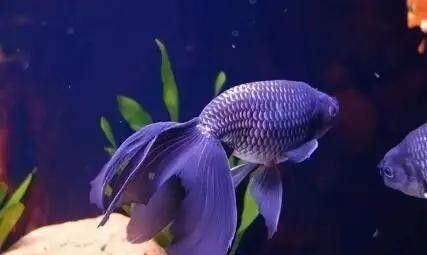 金龍魚(yú)尾巴紅點(diǎn)多久會(huì)好（金龍魚(yú)尾巴紅點(diǎn)多久會(huì)好金龍魚(yú)尾巴紅點(diǎn)多久會(huì)好） 金龍魚(yú)尾巴紅點(diǎn)多久會(huì)好（金龍魚(yú)尾巴紅點(diǎn)多久會(huì)好金龍魚(yú)尾巴紅點(diǎn)多久會(huì)好） 龍魚(yú)百科 第2張