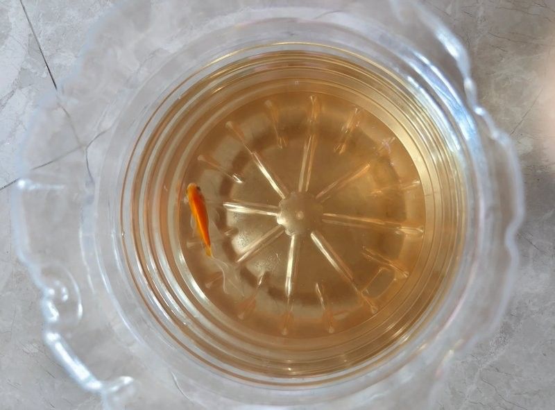 金龍魚(yú)尾巴紅點(diǎn)多久會(huì)好（金龍魚(yú)尾巴紅點(diǎn)多久會(huì)好金龍魚(yú)尾巴紅點(diǎn)多久會(huì)好） 金龍魚(yú)尾巴紅點(diǎn)多久會(huì)好（金龍魚(yú)尾巴紅點(diǎn)多久會(huì)好金龍魚(yú)尾巴紅點(diǎn)多久會(huì)好） 龍魚(yú)百科 第4張