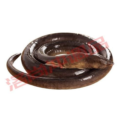 杜龍魚的市場價格是多少（杜龍魚市場價格受多種因素影響杜龍魚市場價格受到多種影響）