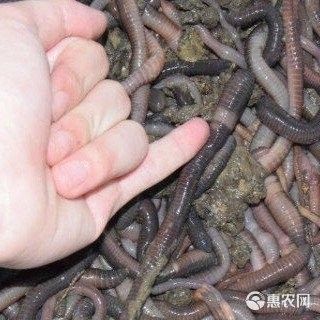 杜龍魚的市場價格是多少（杜龍魚市場價格受多種因素影響杜龍魚市場價格受到多種影響）