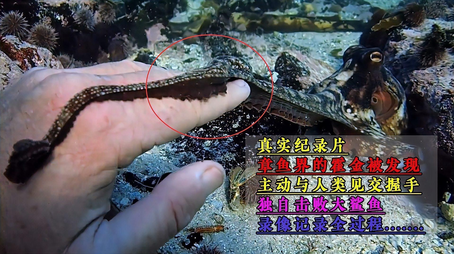 龍魚和戰船哪個更有觀賞性（龍魚和戰船哪個更適合新手龍魚和戰船哪個更適合新手）